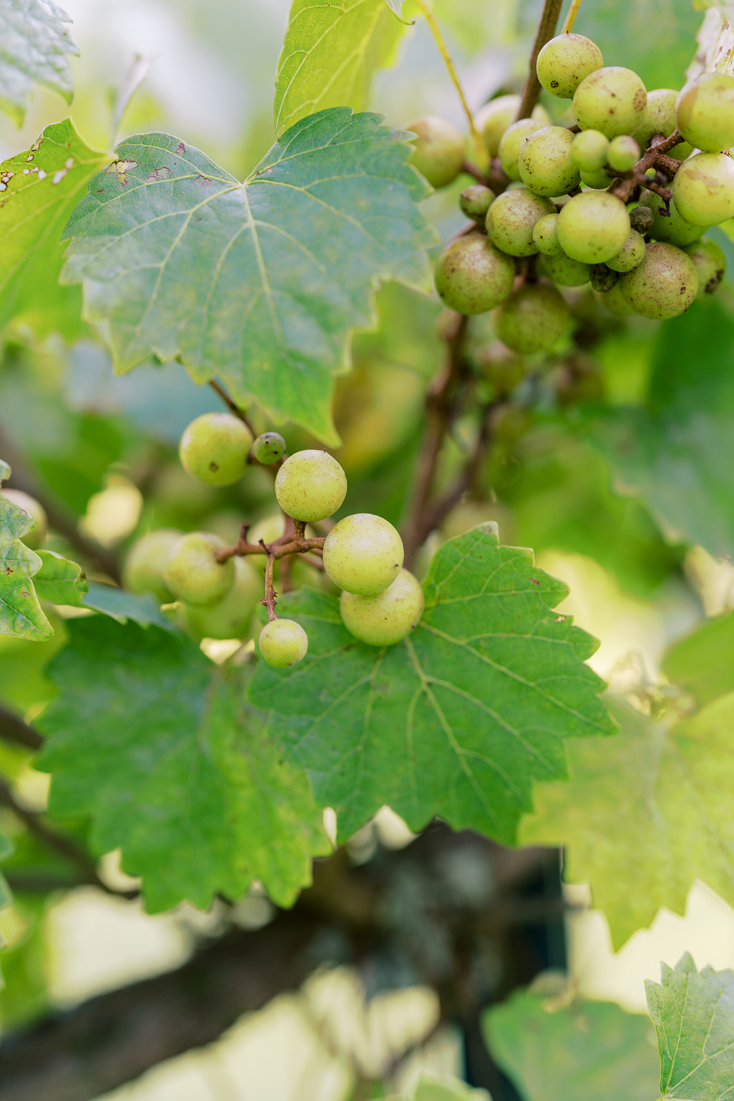 A detailed film photograph of lush grape clusters in the vineyard at The Vines of Lexington in South Carolina, captured by North Carolina wedding photographer Jessica Leigh Mason.