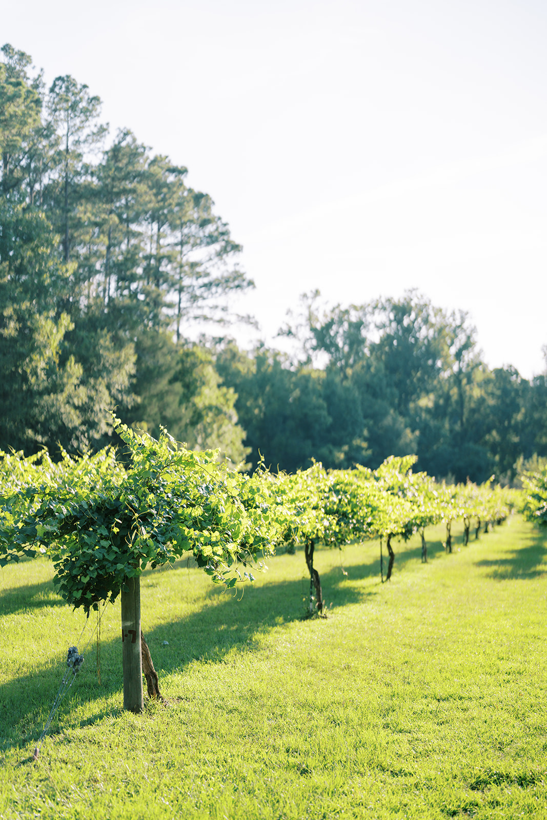 A photo of The Vines of Lexington wedding venue in South Carolina, showing the vineyard landscape and charming event space, captured by Durham wedding photographer Jessica Leigh Mason.