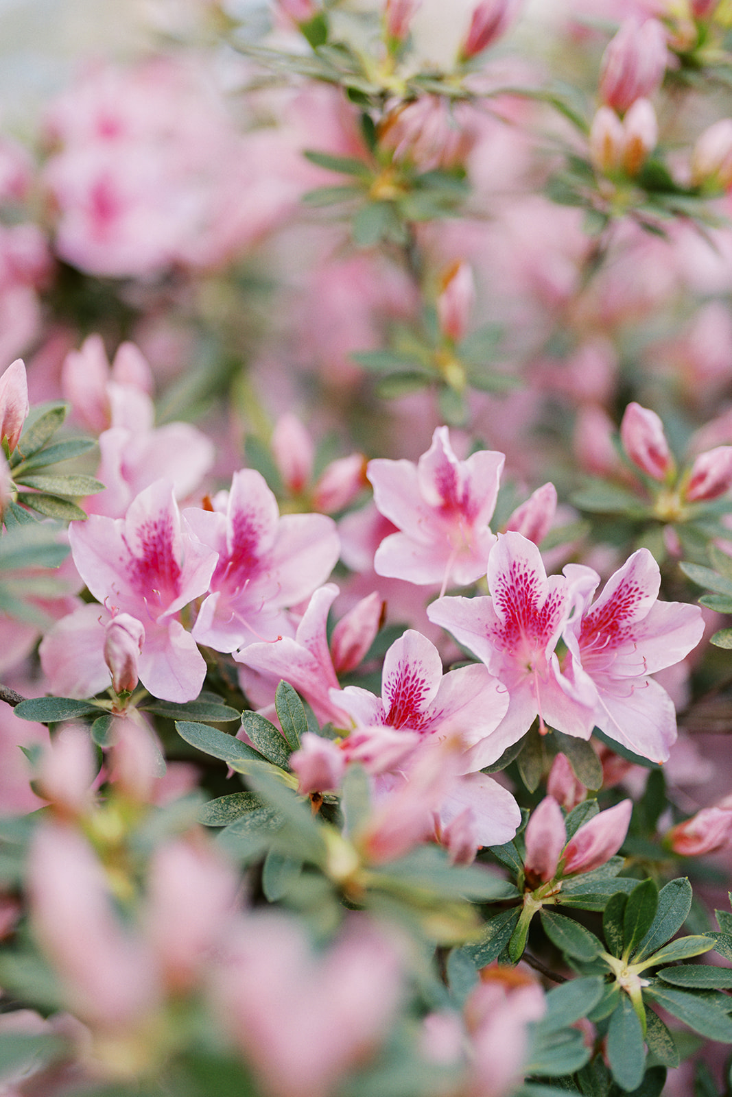 Blooming azalea flowers at Romare Bearden Park in Charlotte, North Carolina during Rachel and Nate’s spring engagement session