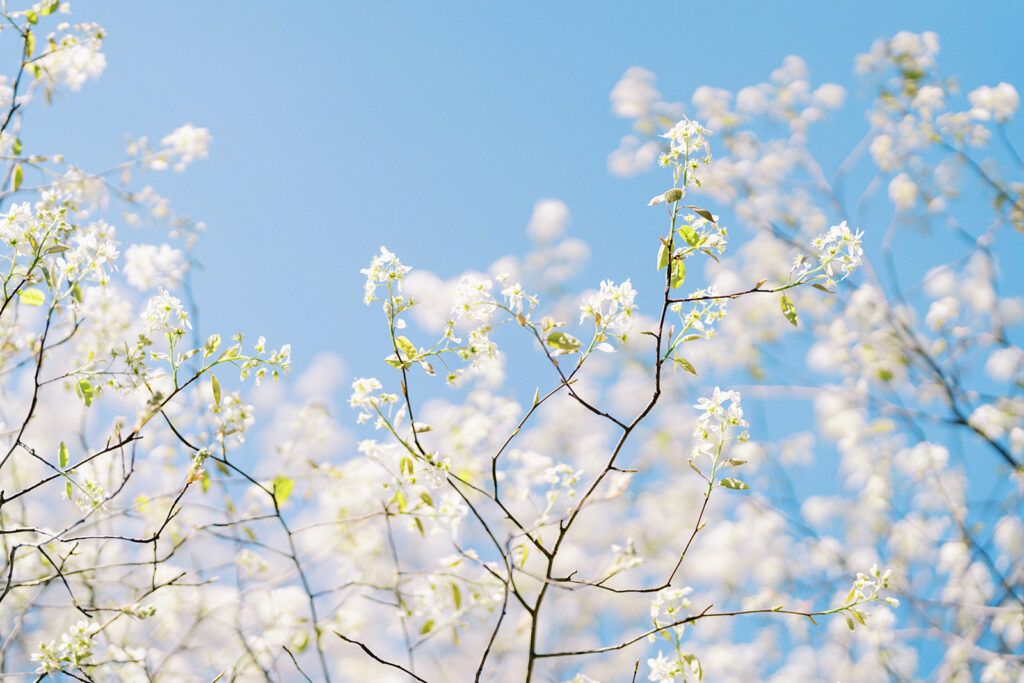 Spring cherry blossoms blooming against the sky at Romare Bearden Park in Charlotte, North Carolina