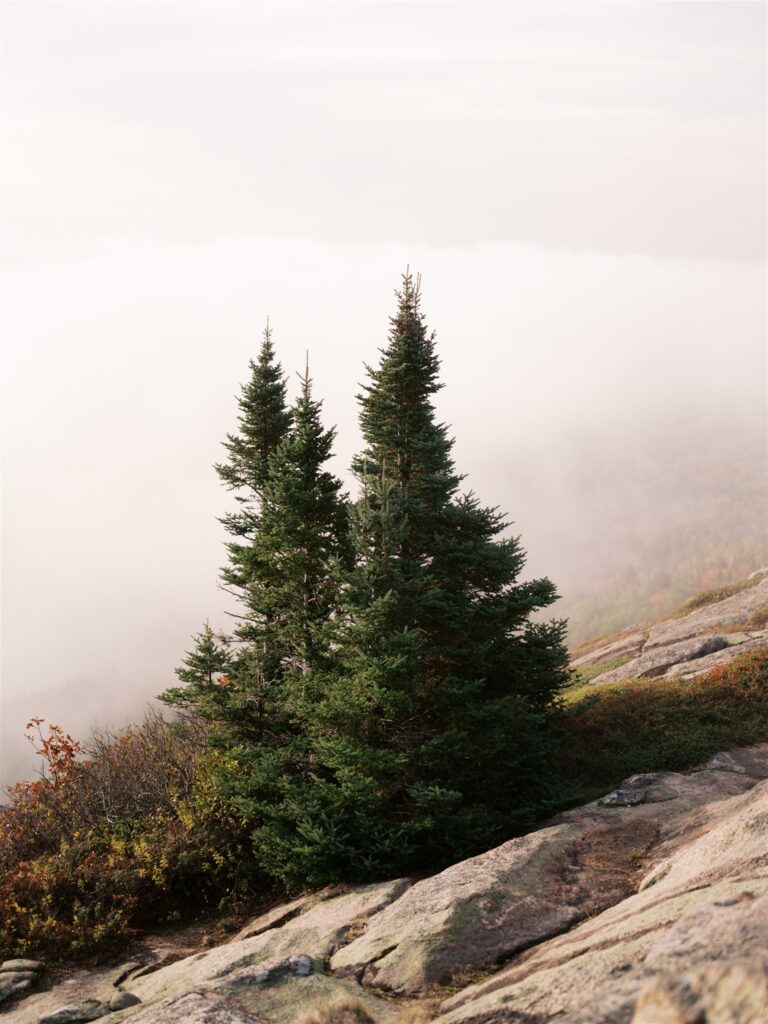 Lone evergreen tree enveloped in clouds and fog on Cadillac Mountain in Acadia Maine

