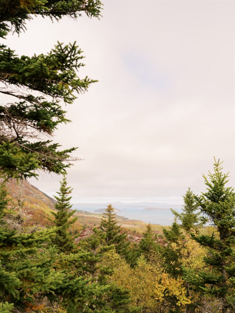 Lush green and gold scenery along the trails of Acadia Maine in October
