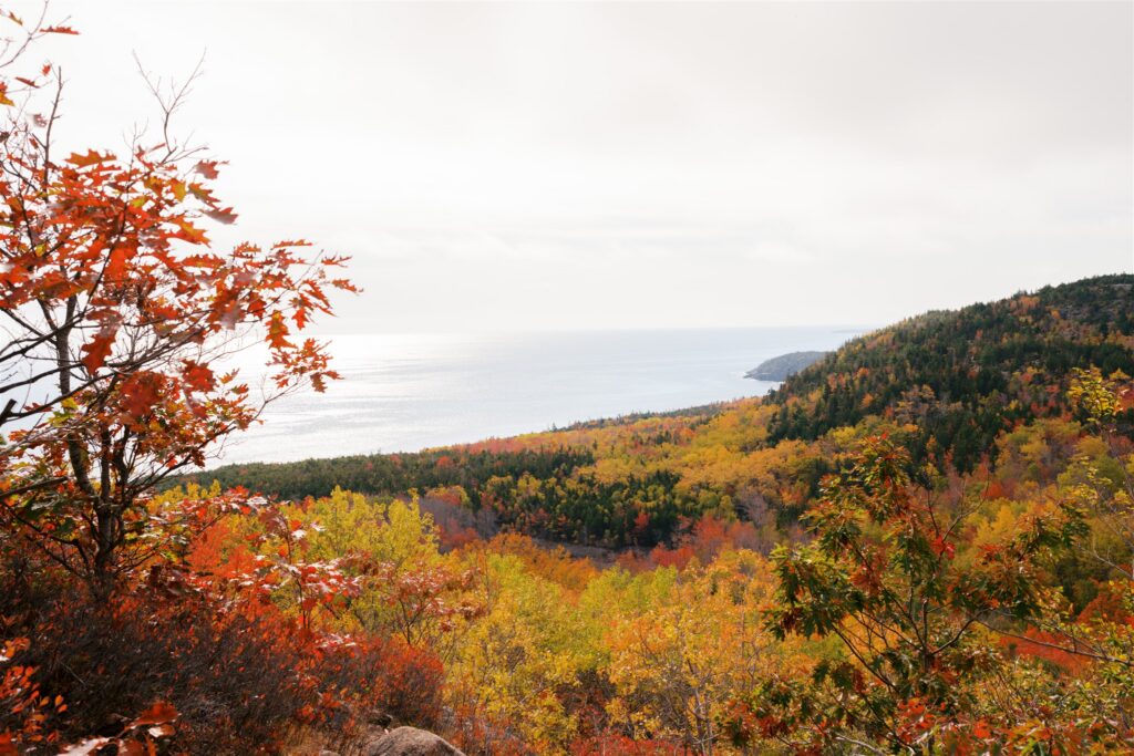 Brilliant fall foliage covering the hillside along the Beehive Trail in Acadia Maine
