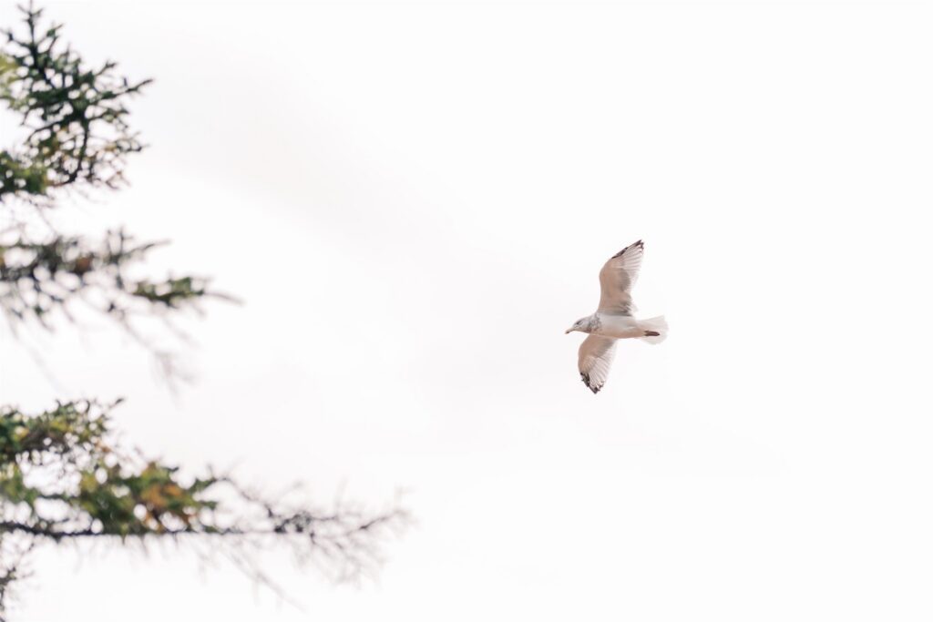 Seabird soaring over the Atlantic coastline in Acadia Maine
