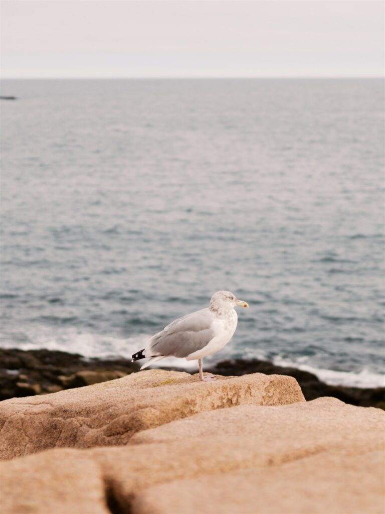 Seagull resting on the rocky shoreline along the Park Loop Road in Acadia Maine
