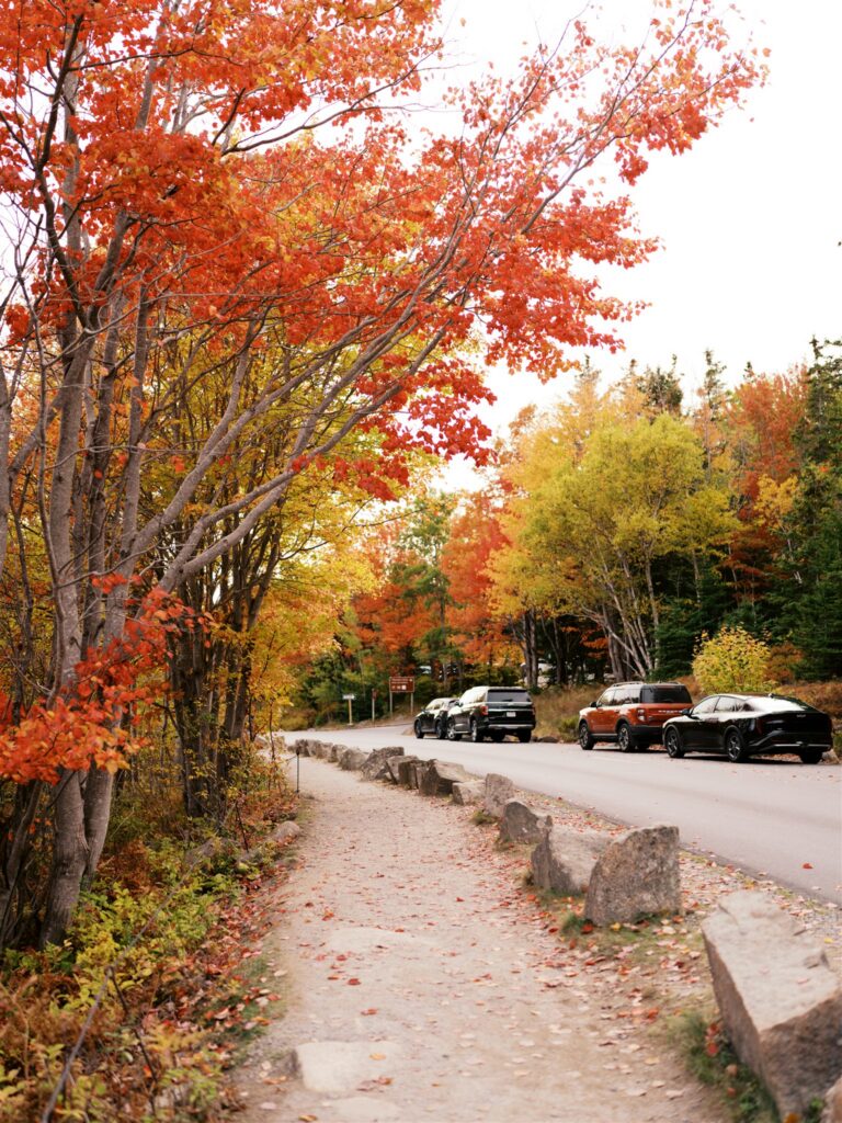 Vibrant fall foliage surrounding the parking area near Thunder Hole on the Park Loop Road in Acadia Maine
