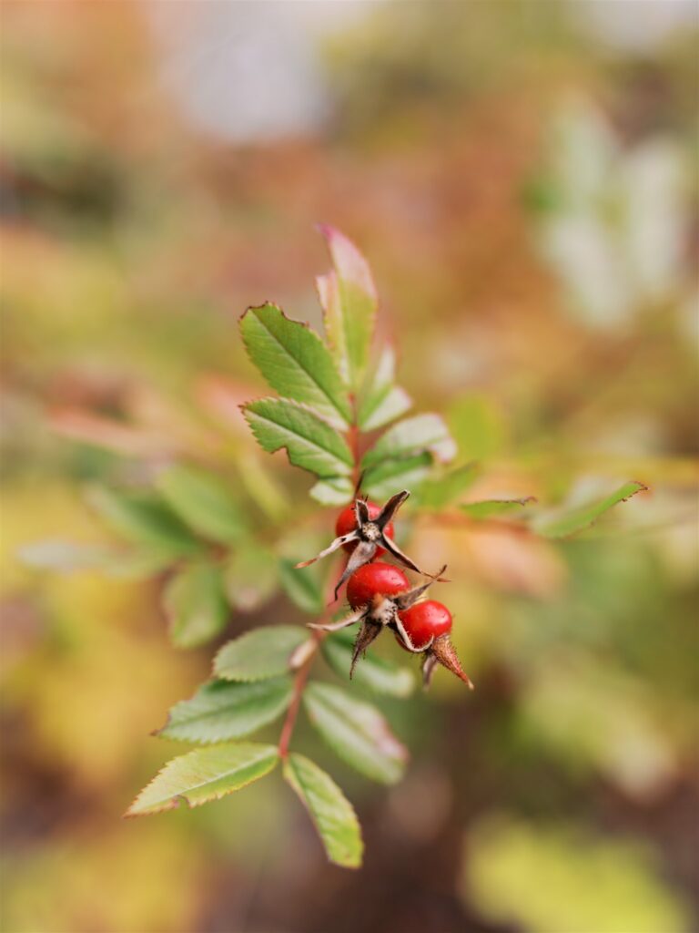 Wild rose hips growing along the rocky coastline of the Park Loop Road in Acadia Maine
