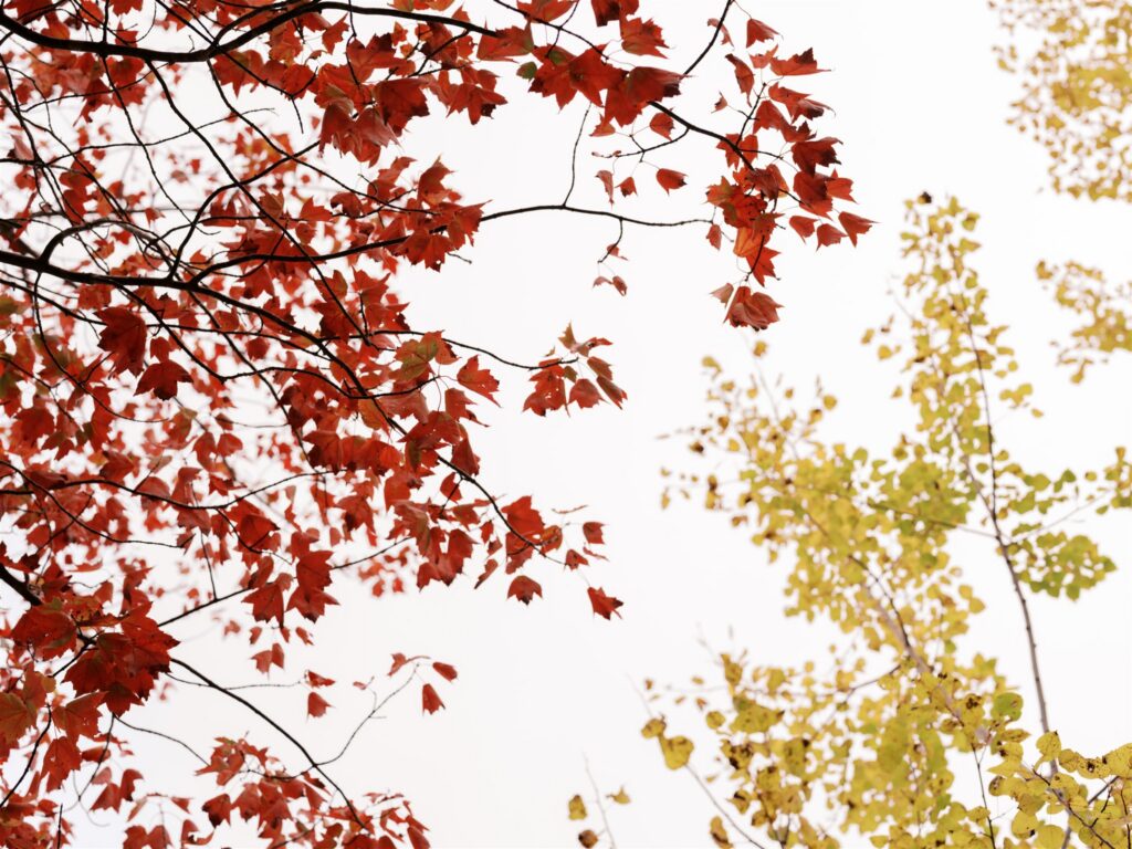 Stark red and yellow fall leaves set against the open sky in Acadia Maine
