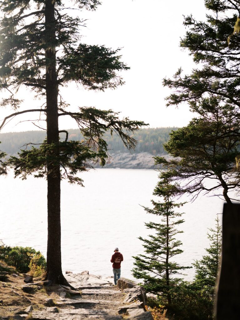 Evergreen trees at Otter Point with the Atlantic ocean in the background in Acadia Maine
