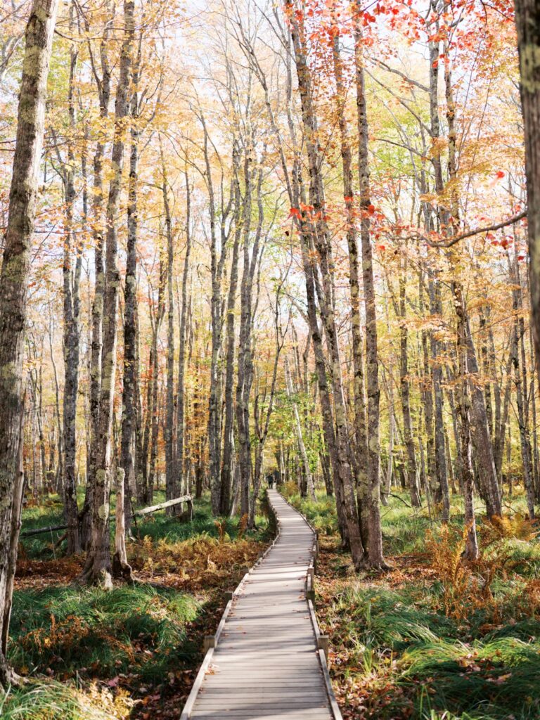 Wooden boardwalk path along the Jesup Trail in Acadia National Park with a canopy of orange and gold fall foliage overhead in October