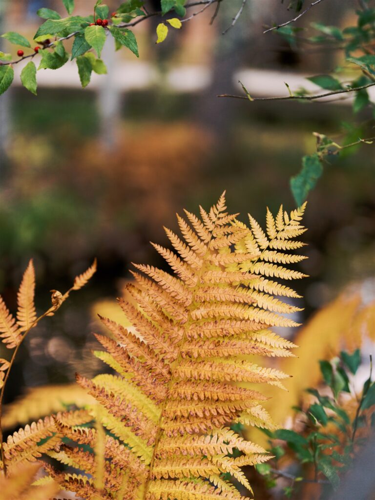 Golden orange fern along a wooded trail boardwalk in Acadia Maine
