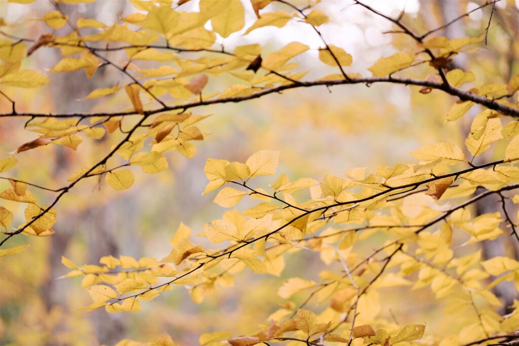golden leaves Maine