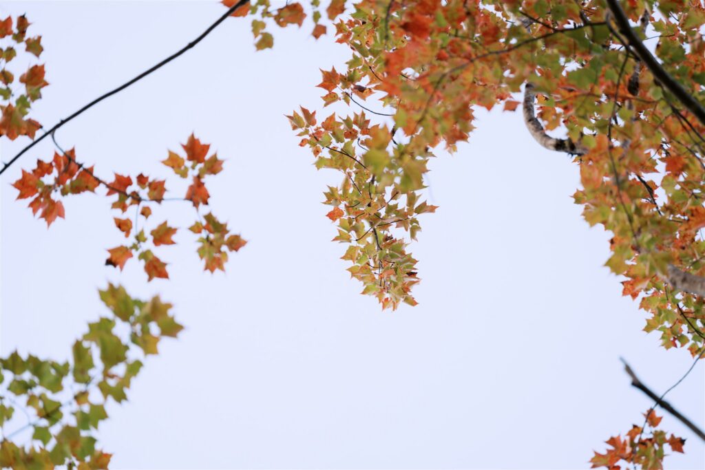 blue sky red leaves