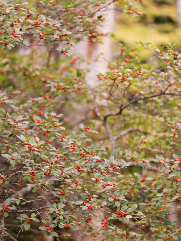 red berry details