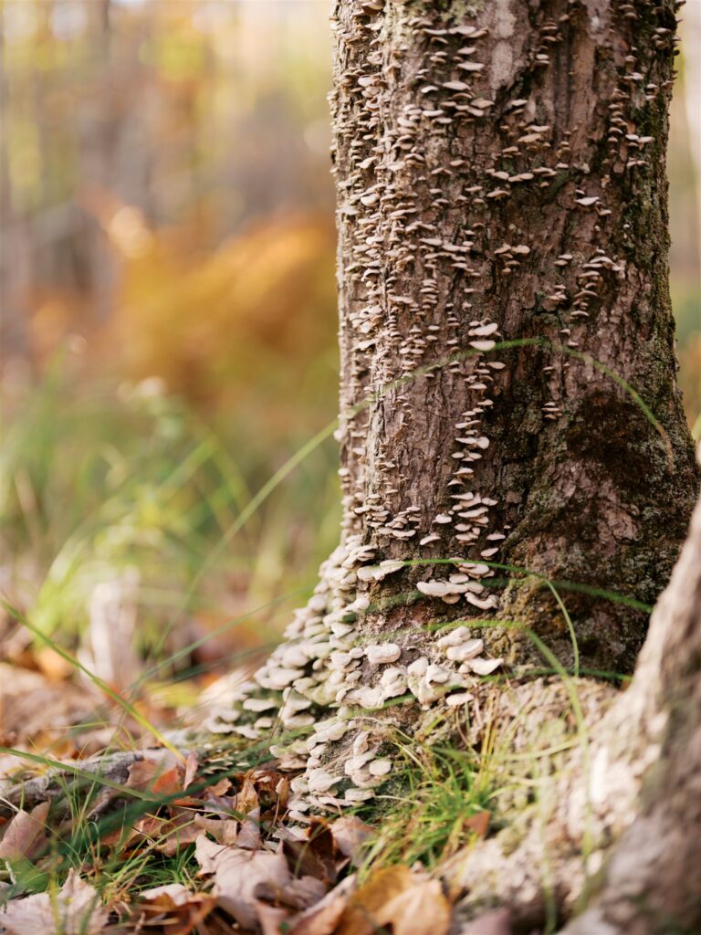 Tree trunk covered in delicate mushrooms along the forest trail in Acadia Maine
