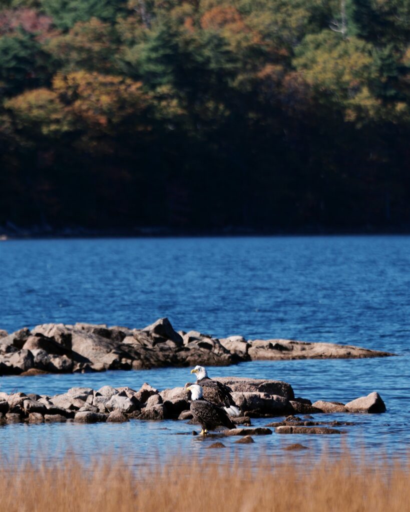 Bald eagles spotted in the wild at Eagle Lake in Acadia Maine
