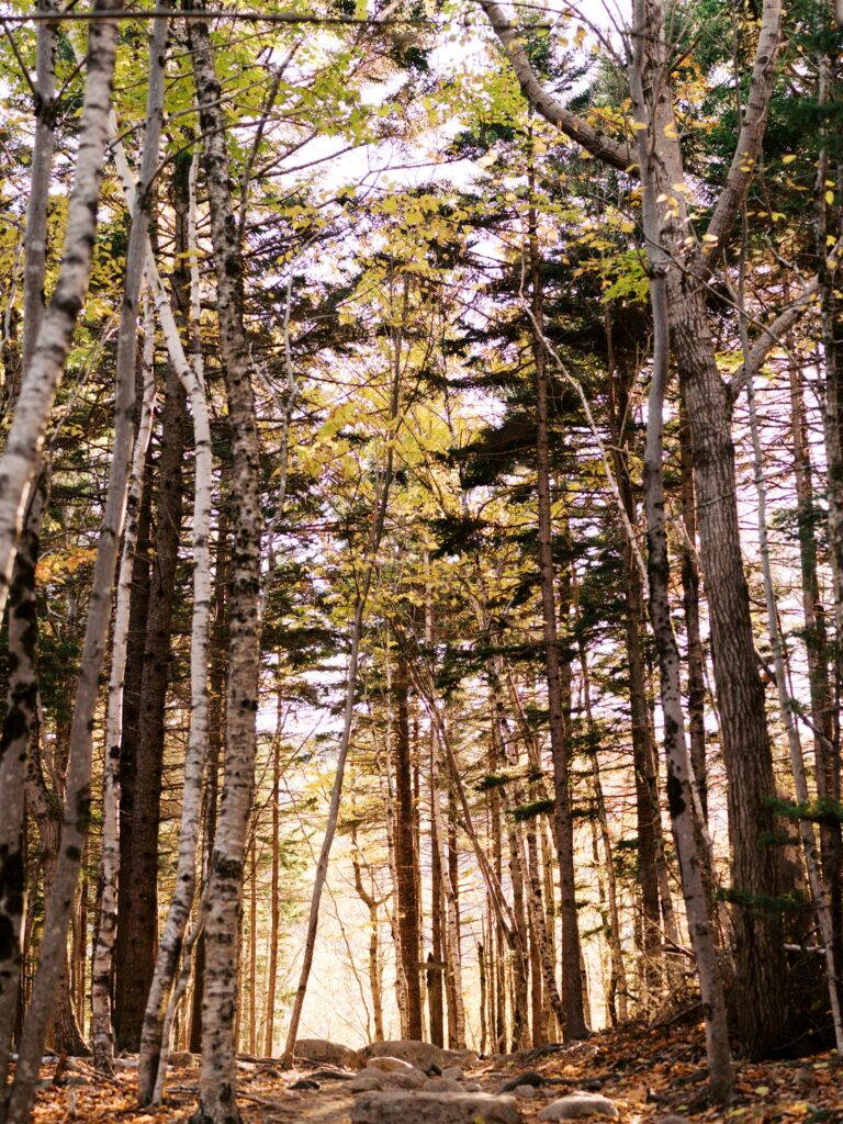 Hiking the South Bubble trail in golden hour light in Acadia Maine
