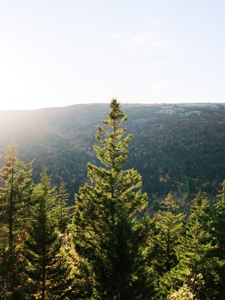 Evergreen tree catching golden sunlight on the South Bubble trail in Acadia Maine
