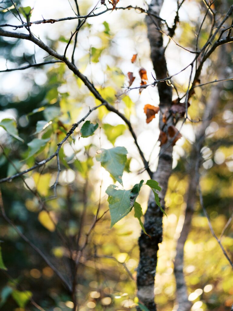 beautiful light and leaves nature photography