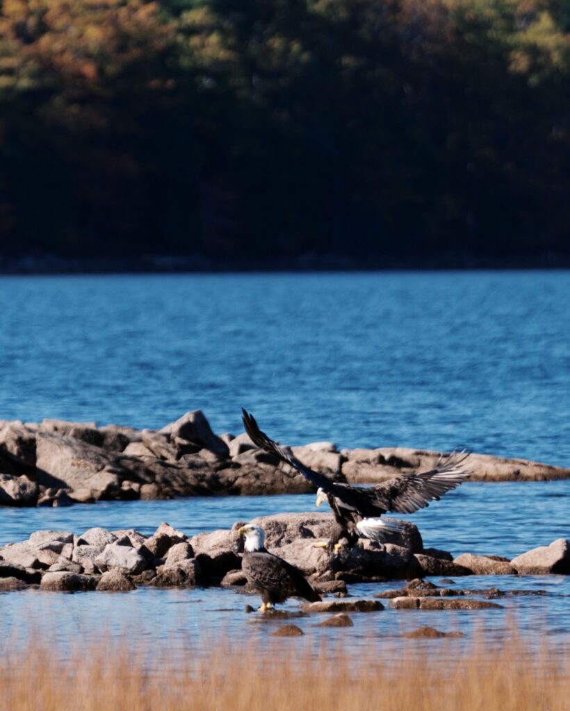 Two bald eagles bathing in Eagle Lake along the carriage roads in Acadia Maine