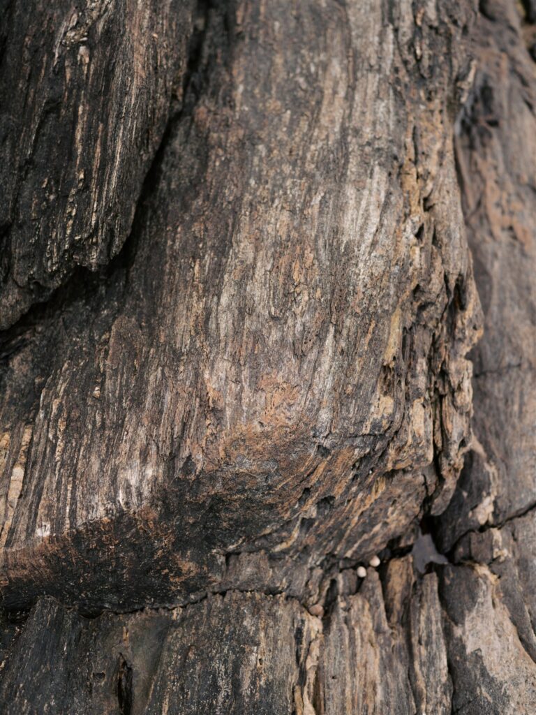Close up of rugged coastal rocks at Portland Head Light with layered striations resembling natural wood grain