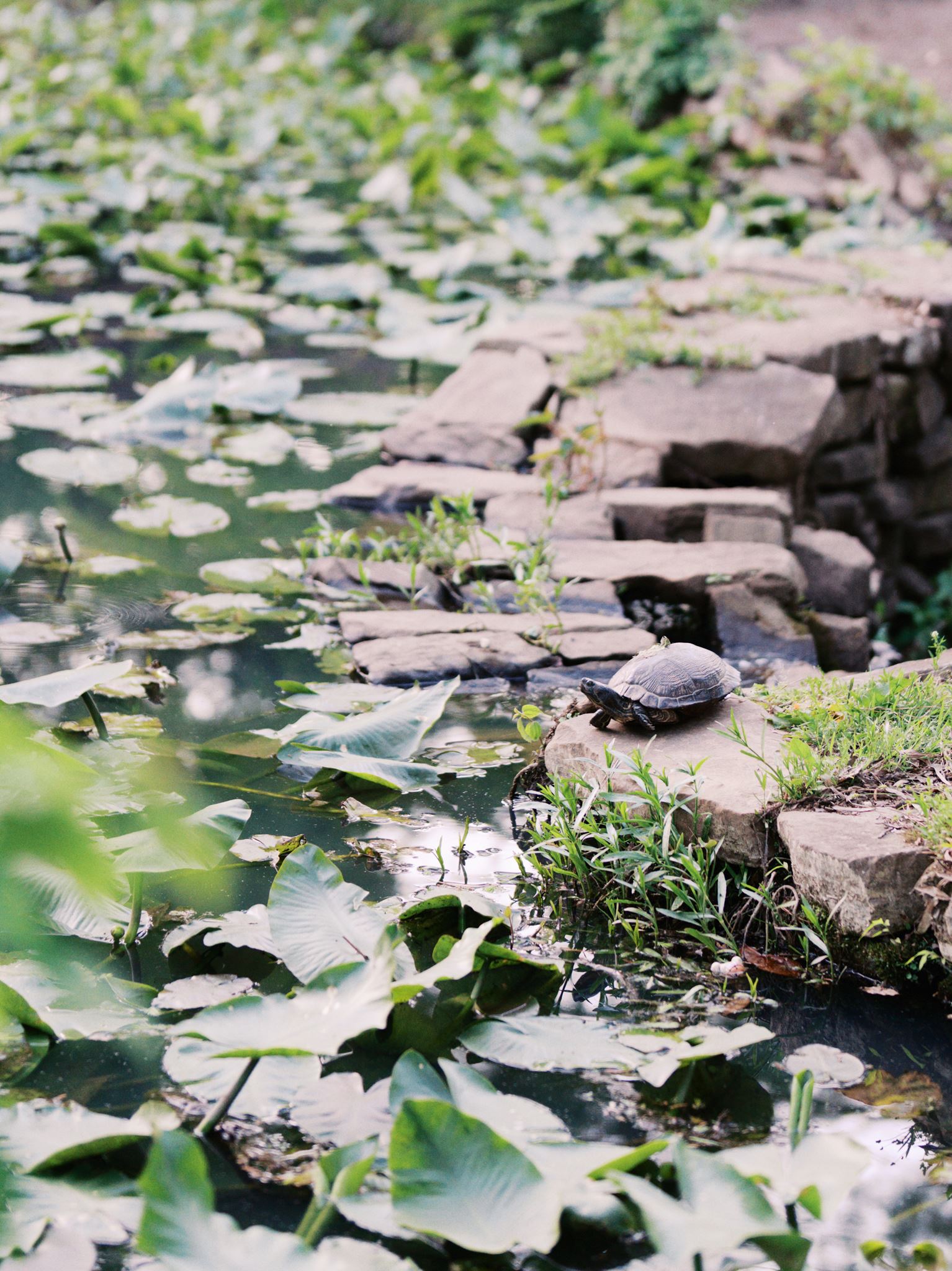 Wildlife detail of a turtle in a peaceful pond setting at Glencairn Garden