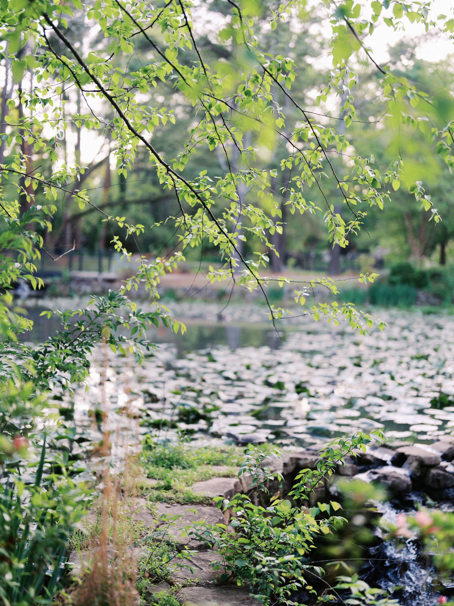 Peaceful garden pond surrounded by lush greenery at Glencairn Garden in Rock Hill, SC