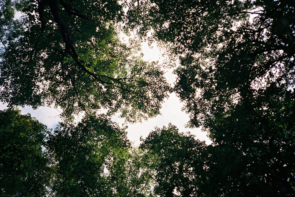Tree canopy against the sky near Boone, NC, captured on film