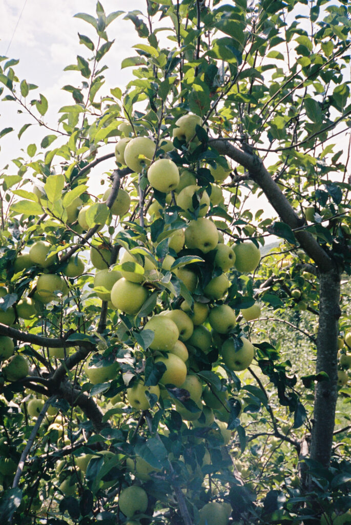 Close-up of fresh-picked apples near Boone, NC